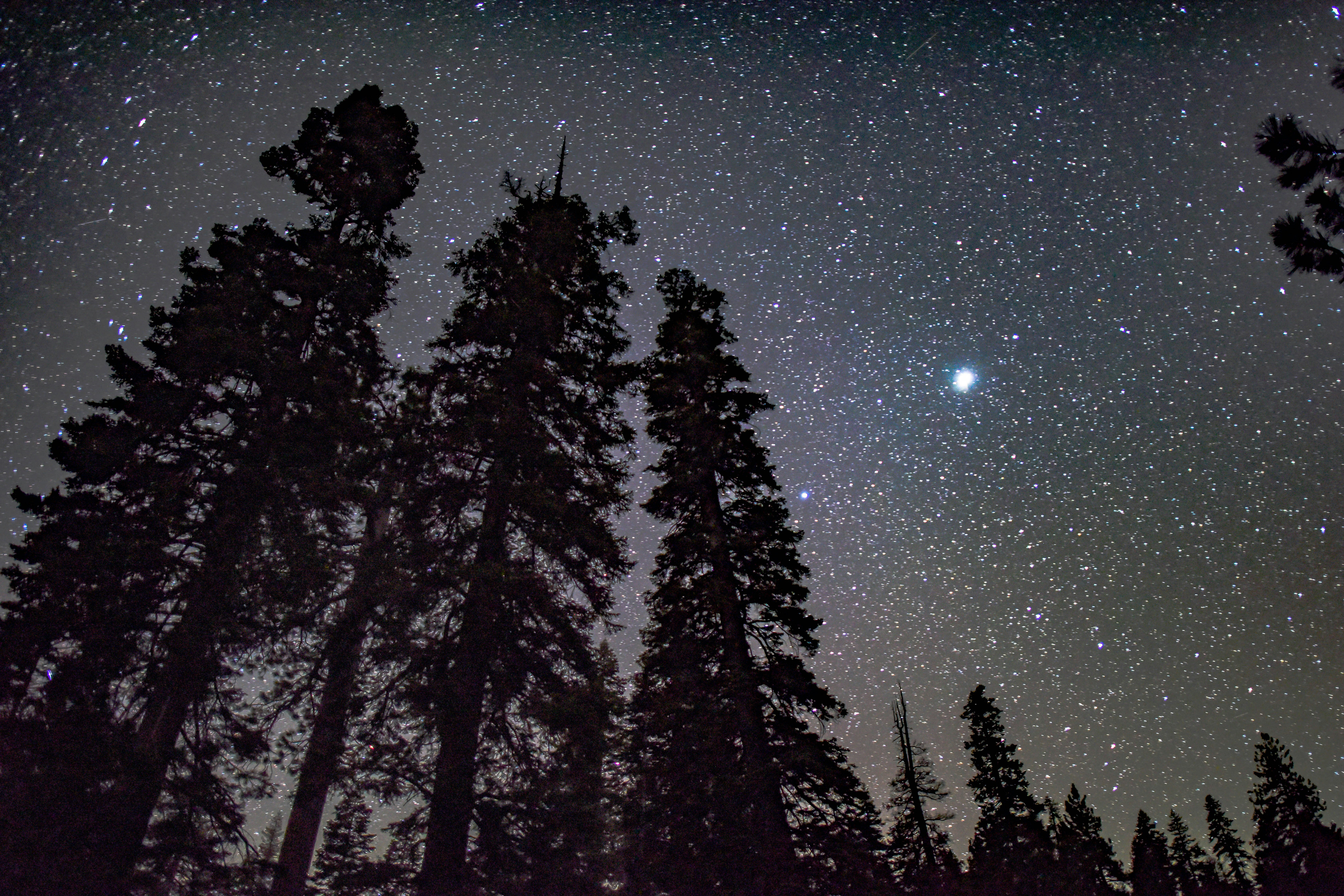 scenery of trees during night